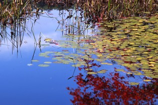 Lily Pads and Azure Sky