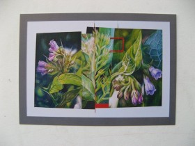 Comfrey: Postcard